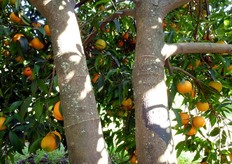 La cicatrizzazione dei tessuti, recisi dall'incisione, avviene entro 15-20 giorni, consentendo cosi' il ripristino della normale traslocazione dei materiali elaborati.