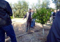 "I portinnesti trifogliati del gruppo "Citranges", sottolinea Vito Vitelli (in foto), sono attualmente in rapida diffusione (in particolare i Citrange Carrizo e C35), in sostituzione del tradizionale arancio amaro, poiché inducono tolleranza alle infezioni del virus della Tristeza degli Agrumi (CTV), ormai fortemente presente in Puglia e in molte aree agrumicole del Meridione."
