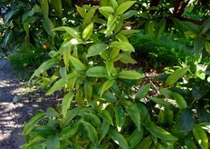 "In foto tipici sintomi di clorosi su foglie di agrumi. Il fenomeno e' principalmente legato alla difficolta' di alcuni portinnesti, come i "Citranges", di assimilare il ferro dal terreno, reso insolubile dal calcare e dal pH elevato. Questa fisiopatia puo' essere gestita agronomicamente attraverso interventi di correzione del suolo."