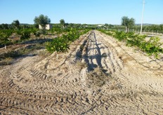 "L'agrumeto dell'azienda agricola "Quero Patrizia" (in foto, estate 2011), su portinnesto "Citrange Carrizo", a distanza di un anno dal trapianto si presenta in ottimo stato di crescita. Attraverso apporti localizzati, limitati al solo volume di suolo esplorato dalle radici (volume della "baula"), di acidificanti (acido nitrico e/o orto-fosforico), ammendanti e prodotti a base di ferro e microelementi (sotto forma di chelati), e' stato possibile controllare i fenomeni di clorosi."