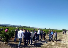 "Momento della visita presso l'azienda agricola "Villaggio S. Antonio" in agro di Policoro (MT). Nell'azienda e' stato impiantato, in collaborazione con il COVIL e i vivai La Malfa Salvatore; un campo prova di clementine "Caffin" innestato su "portinnesti combinati"."