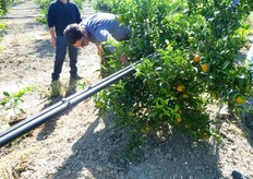 "Lo scopo della prova e' verificare negli anni il possibile effetto, sulla produzione (sotto l'aspetto qualitativo e quantitativo) e sull'adattabilità al suolo, di un portinnesto con una "doppia identita'"."