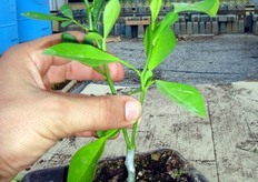 "Innesto per "approssimazione" tra due portinnesti appartenenti a specie diverse."