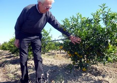 "Salvatore La Malfa (in foto), titolare degli omonimi vivai associati COVIL di Policoro (MT), mostra una pianta di clementine "Caffin" al secondo anno, innestata su portinnesto doppio costituito da "Troyer+Arancio Amaro". I risultati produttivi di questa combinazione suscitano gia' qualche interesse."