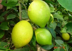 "Il frutto del limone ibrido "Lemox" e' di forma ellittica e totalmente apireno."