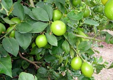 "La raccolta del "Lemox" inizia a partire dalla prima decade di ottobre, quando la maggior parte dei frutti ha superato il peso medio di 100-120 g. All'inizio dell'epoca di raccolta, a causa dell'assenza di freddo, i frutti (in foto) presentano una buccia non del tutto "deverdizzata"."