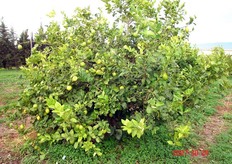 "In foto pianta di "Lemox" con evidenti sintomi di "Mal secco" su foglie e rami. Nei confronti di questa patologia potrebbero essere efficaci, ma non del tutto risolutivi, metodi di lotta preventiva basata sull’impiego di prodotti a base di rame. Occorre, inoltre, adottare accorgimenti finalizzati a ridurre le cause predisponenti l'attacco e impiegare, all'impianto, solo materiale vivaistico garantito sotto l'aspetto fitosanitario."