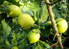 "Tra le peculiarita' del limone ibrido "Lemox", la notevole presenza di spine sui rami che spesso causano danni al frutto (in foto primo frutto a destra)."