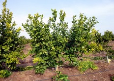 "Nel metapontino, presso alcune aziende agricole, sono in corso prove di allevamento di piante di "Lemox" a "doppio ventaglio" (in foto). Attraverso l'adozione di forme di allevamento "appiattite" si favorirebbero le fruttificazioni esterne che sarebbero meno esposte alle punture."