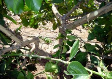 "La chioma della pianta viene strutturata con un doppio palco di branche principali che si sviluppano "a ventaglio" nel senso longitudinale del filare."