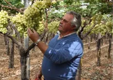 Mario Milillo segue costantemente e accuratamente l'evoluzione della maturazione e della sanita' dell'uva Italia del vigneto a tendone coperto con plastica, realizzato nel 2001 su suolo roccioso.