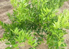 "Pianta di mandarino ibrido triploide "Mandalate" su portinnesto C. Carrizo, presso l'azienda agricola "Quero Patrizia", dopo un anno dal trapianto."