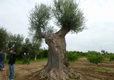 Presenti, in consociazione con l'agrumeto, splendidi esemplari di piante di olivo secolare.
