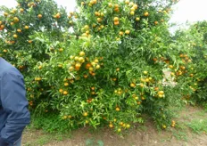 "Pianta di clementine selezione "SRA 89", presso l'azienda agricola "Bartolomeo D'Aprile", al decimo anno. Si prevede una produzione di oltre 100 kg di frutti a pianta."