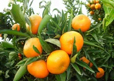 "Frutti di clementine "SRA 89" prossimi alla raccolta. Questa selezione e' stata introdotta nel 1965 in Corsica da Folleli (SRA INRA-CIRAD)."