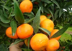 "Frutti di clementine "Corsica 2" prossimi alla raccolta. Questa selezione e' stata isolata da Ristorcelli nel 1962 in Marocco a Saida Rabat."