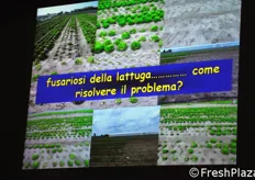 Veneto Agricoltura si e' anche attivata, nell'anno 2011, per la ricerca di soluzioni al problema della fusariosi della lattuga.