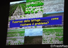 Veneto Agricoltura si e' anche attivata, nell'anno 2011, per la ricerca di soluzioni al problema della fusariosi della lattuga.