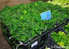 Il prodotto viene confezionati direttamente presso le aziende agricole e consegnato al mercato gia' pronto per la vendita.