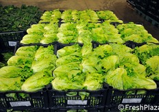 Tranne alcune eccezioni, i prodotti ortofrutticoli sono confezionati in un unico strato, in imballaggi nuovi, etichettati e lavati.