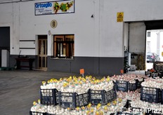 Lo specialista in aglio Ortoaglio si trova al posteggio 8.