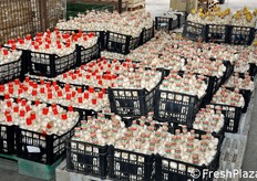 L'aglio di Rovigo e Piacenza viene considerato uno dei migliori d'Italia ed e' la scelta preferenziale anche per l'industria degli insaccati.