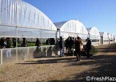 Il focus della giornata e' stato posto sulle cultivar di indivia, lattuga e baby leaf, selezionate da Enza Zaden specificatamente per le produzioni destinate alla IV gamma (insalate in busta).