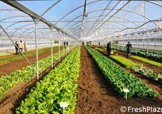 "Tra le varieta' che i partecipanti hanno potuto visionare all'interno della serra vetrina di Enza Zaden, anche la linea delle Eazyleaf®, ossia l'insalata dalla foglia "facile", come il nome intende suggerire ("easy", parola che in inglese significa facile, e' stata modificata sostituendo la "s" con la "z", lettera iniziale di Zaden, mentre "leaf" vuol dire foglia)."