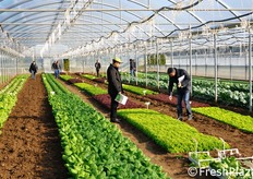 "Eazyleaf e' un marchio–ombrello che riunisce una serie di prodotti innovativi al top della qualita', caratterizzati dalla facilita' ed economicita' nella coltivazione e nella raccolta, dal mantenimento delle caratteristiche organolettiche e dall'aumento della "shelf life", nonche' dalla piacevolezza nel consumo."