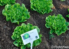 Indivia scarola bionda Flester. Adatta per raccolte tardo primaverili, estive ed autunnali precoci in pieno campo. Ciclo: medio precoce in estate. La pianta presenta volume medio, con altissimo peso specifico per la presenza di internodi molto ravvicinati. Il fondo ha un portamento semieretto con taglio pieno grazie all'ottima tolleranza al fenomeno del cuore cavo. Buon riempimento del cuore con alte temperature, con produzione di numerose foglie di dimensioni simili.