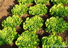 Flester presenta foglie intere, senza incisioni, con la costa che mantiene una grande elasticita' durante tutto il periodo di raccolta, il che porta a ridurre drasticamente le rotture del prodotto durante le lavorazioni sia per il mercato fresco che per la quarta gamma.