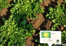 Myrna e' una indivia riccia di tipo Wallonne compatta. Posizionamento: per raccolte estive ed autunnali precoci. Ciclo: medio tardivo. La pianta ha portamento semi-eretto. Cresce e riempie bene con giornate a luce decrescente ed alte temperature. Ottima tolleranza alle necrosi marginali ed alla prefioritura in estate.