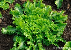Rispetto alle tradizionali Wallonne, Myrna ha una foglia piu' riccia e barbata alla base ed una crescita piu' compatta. Colore del cuore giallo intenso, interessante per la quarta gamma.