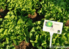 Indivia scarola scura Parmance. Adatta per raccolte primaverili ed autunnali in pieno campo ed invernali in coltura protetta. Ciclo: medio. La pianta si presenta con molte corone di foglie di dimensioni simili, conformata a coppa: si allarga ma non si allunga eccessivamente.