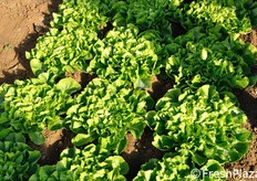 Parmance presenta lamina fogliare intera con costa sottile e distesa con una leggera dentatura, ma senza incisioni. Fondo eretto di ottima sanita' che facilita molto la legatura. Si adatta bene per mercato fresco sia chiusa che aperta ed anche per quarta gamma. Buona tolleranza agli sbalzi di temperatura. Note: da far seguire a Congo nelle raccolte autunnali.