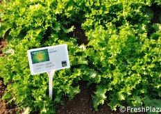 Indivia riccia Matari, introdotta sul mercato da un anno, si presenta resistente ai marciumi. Adatta solo in autunno, per raccolte da meta' novembre a meta' dicembre.