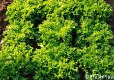 Dettaglio di Matari.