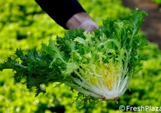 Cespo di Matari tagliato a meta'.