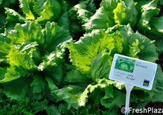 Lattuga Iceberg da pieno campo Beyonce, idonea per raccolte di dicembre e inizio gennaio al sud Italia ed isole, con trapianti da fine settembre alla seconda meta' di ottobre. In coltura protetta si adatta alle raccolte di gennaio e febbraio. Ciclo: medio.