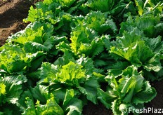 La pianta di Beyonce presenta ottime dimensioni, con buon sviluppo fogliare. Buona resistenza al freddo. Resistenze: HR : Bl:1-27