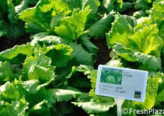 Lattuga Iceberg Etude.