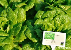 Lattuga romana Azimut.