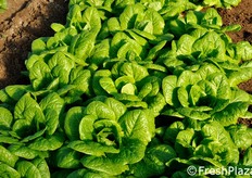 Dettaglio di Azimut.