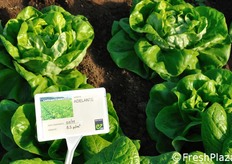 "Adelante e' una lattuga cappuccio verde medio chiaro, per la produzione di "cuori di lattuga". Adatta per raccolte al centro-sud di fine autunno, inverno e primavera precoce, con trapianti da metà ottobre a fine gennaio; al nord autunnali e primaverili precoci. Ciclo: precoce."