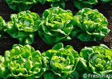 La pianta di Adelante si presenta con cuore largo, con molte foglie di dimensioni simili, facile da sfogliare. Resistenze: HR: Bl:1-27