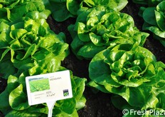 Lattuga cappuccio Mensana.