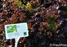 Ezra fa parte della linea Eazyleaf a foglia ROSSA. Posizionamento: raccolte autunno, inverno, primavera. Ciclo: medio-precoce.