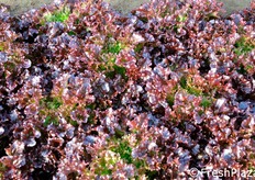 La pianta di Ezra ha ottima capacita' di accrescimento anche in condizioni di basse temperature e bassa luminosita'. Resistenze: HR: Bl:1-27