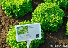 Ezabel, della gamma Eazyleaf, e' una bionda frastagliata. Gusto invitante e splendida forma della foglia. Varieta' bionda, rotonda e compatta. Dimensione media della foglia: 11 X 9 cm. Le foglie sono molto serrate ed hanno una forma simile a quelle di una batavia.