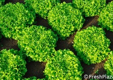 La pianta di Ezabel presenta un'ottima uniformita' di comportamento fra produzione in serra e in pieno campo. Adatta per produzioni primaverili, autunnali ed invernali. Gusto molto allettante. Resistenze: HR: Bl:1-27/Nr:0. Adatta per: coltivazioni in serra e in pieno campo.